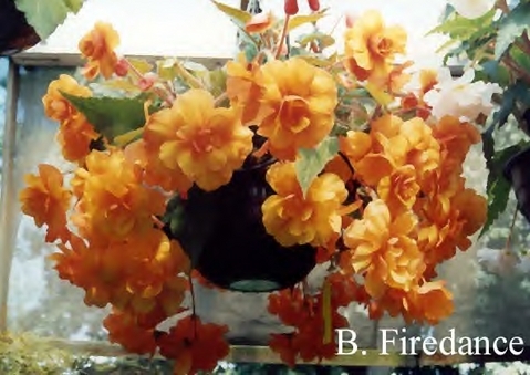B. ‘Firedance’